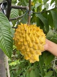 Rolinia / Biriba (રોલિનિયા / બિરિબા)