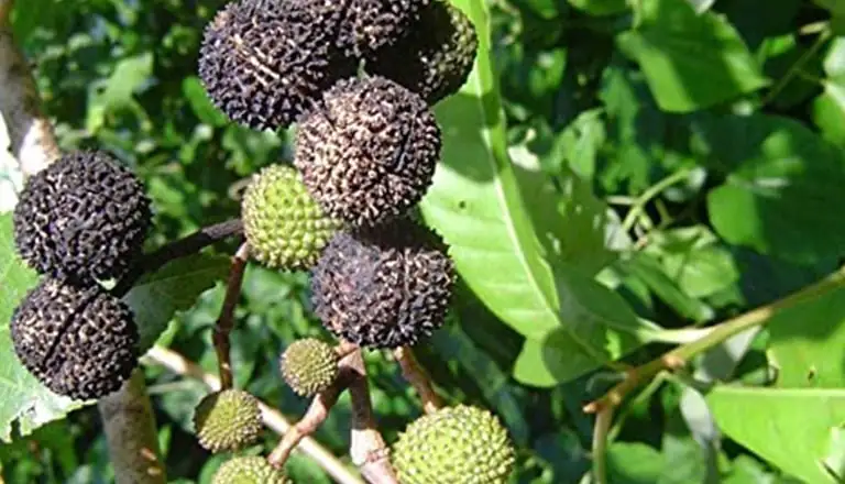 Bhadraaksh / Large Rudraksha (ભદ્રાક્ષ)