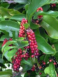 Bignay (બિગને)