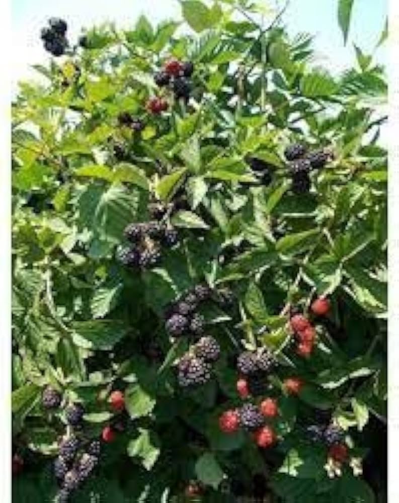 Blackberry (બ્લેકબેરી)