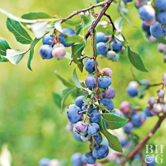 Blueberry (બ્લૂબેરી)