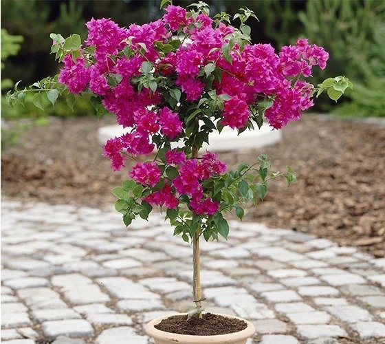 Bougainvillea (બોગનવેલ)