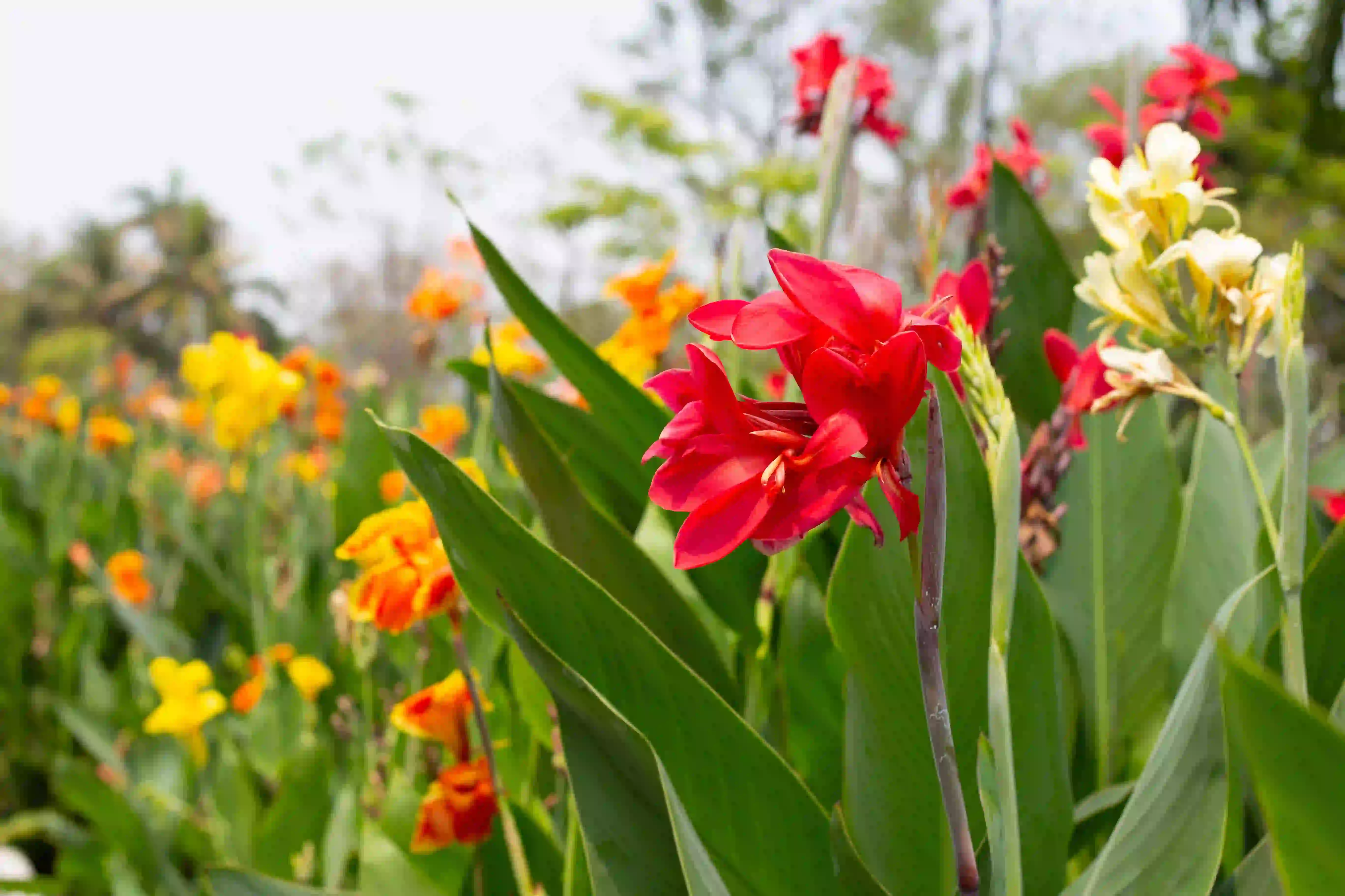 Canna (કેનાના ફૂલ)