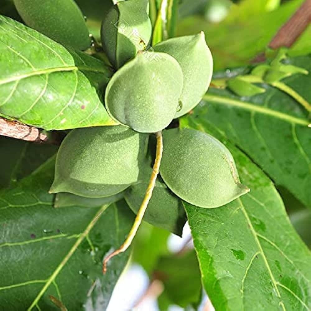 Charoli (ચારોળી)