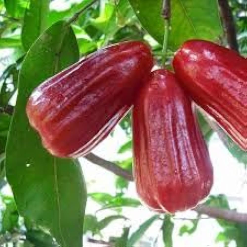 Dalhari (દલહારી)