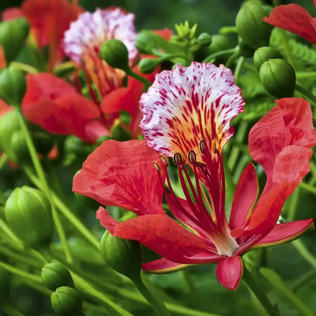 Gulmohar / Delonix regia (ગુલમોહર)