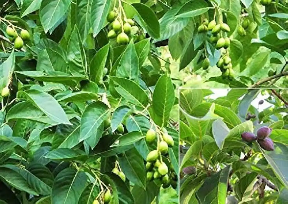 Harde / Haritaki (હરડે)