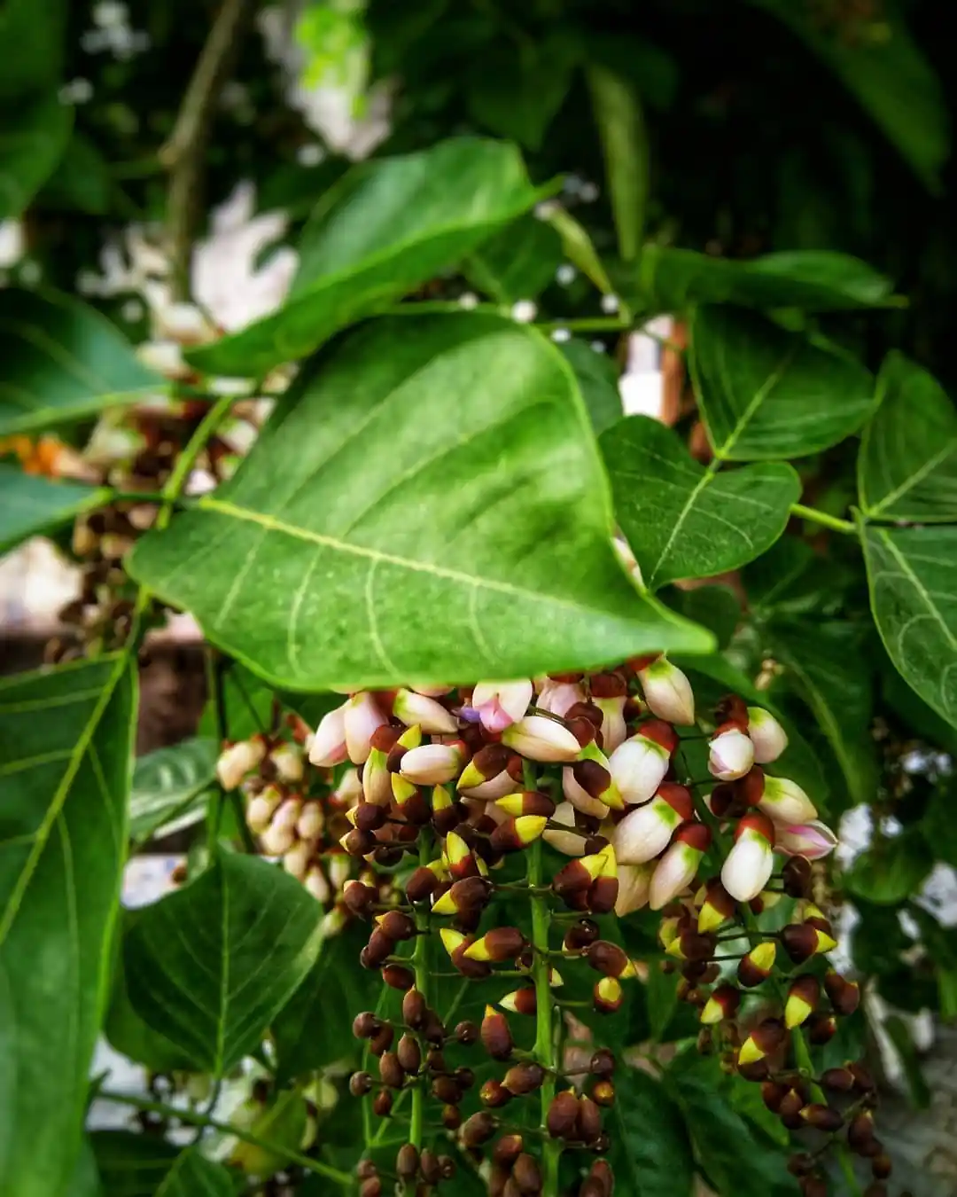 Karanj / Pongamia (કરણજ)