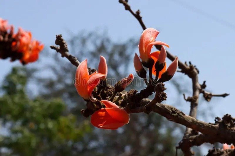Kesudo / Flame of the Forest (કેસુડો)