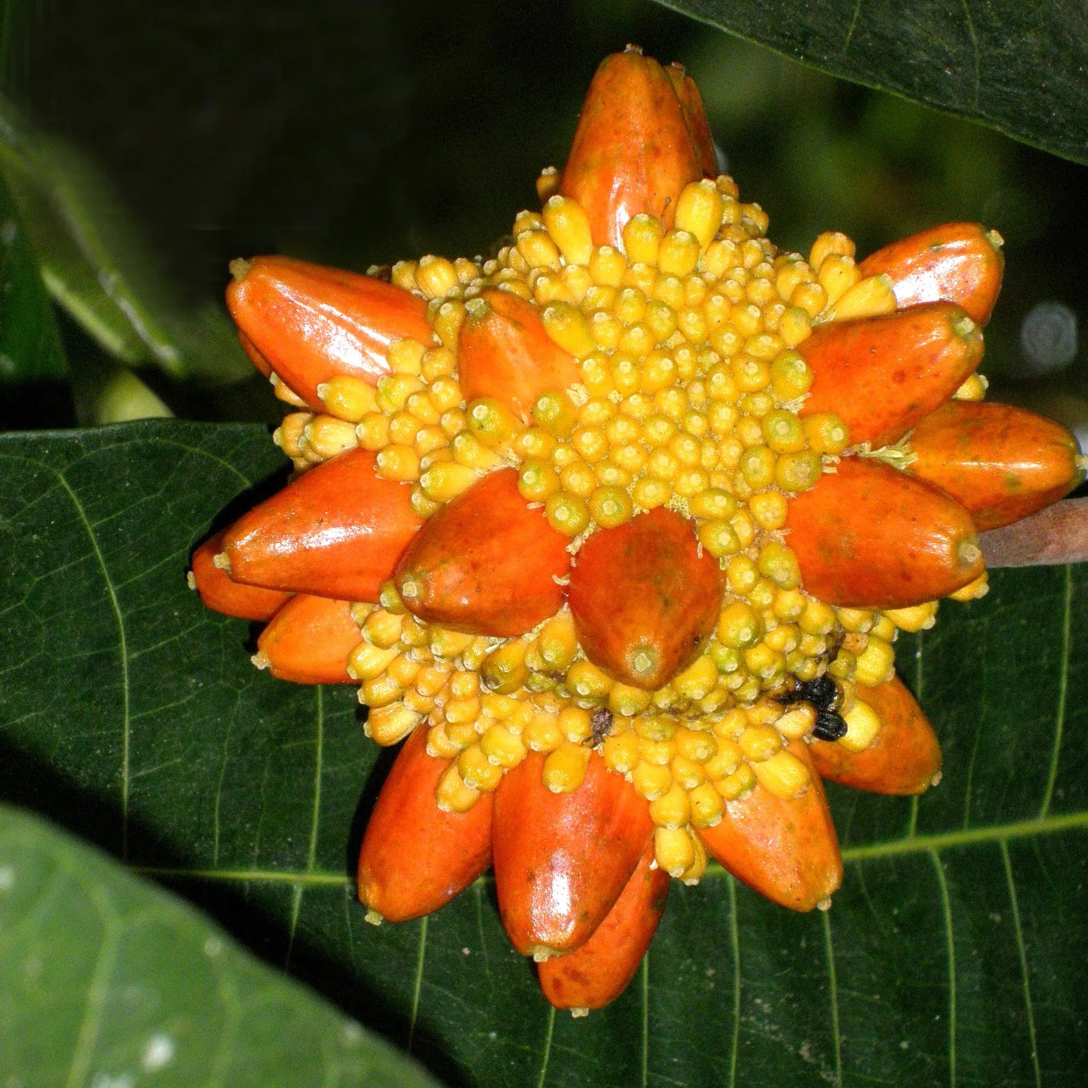 Kesusu (કેસુસુ)