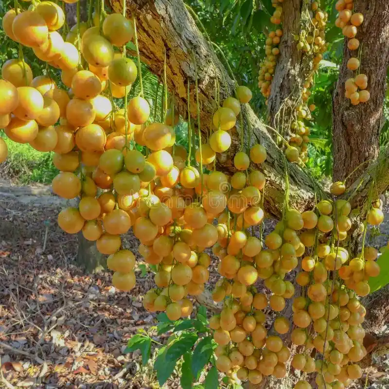 Mafai / Baccaurea ramiflora (મફાઈ)