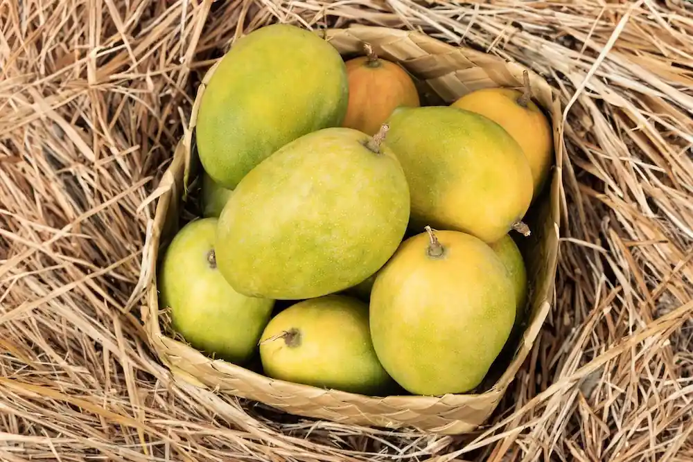 Rajapuri Mango (રાજાપુરી કેરી)