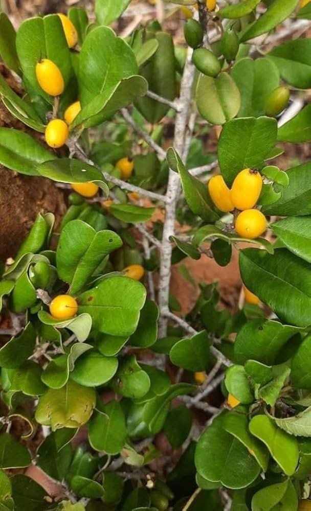 Rayaan / Indian Olive (રાયણ)