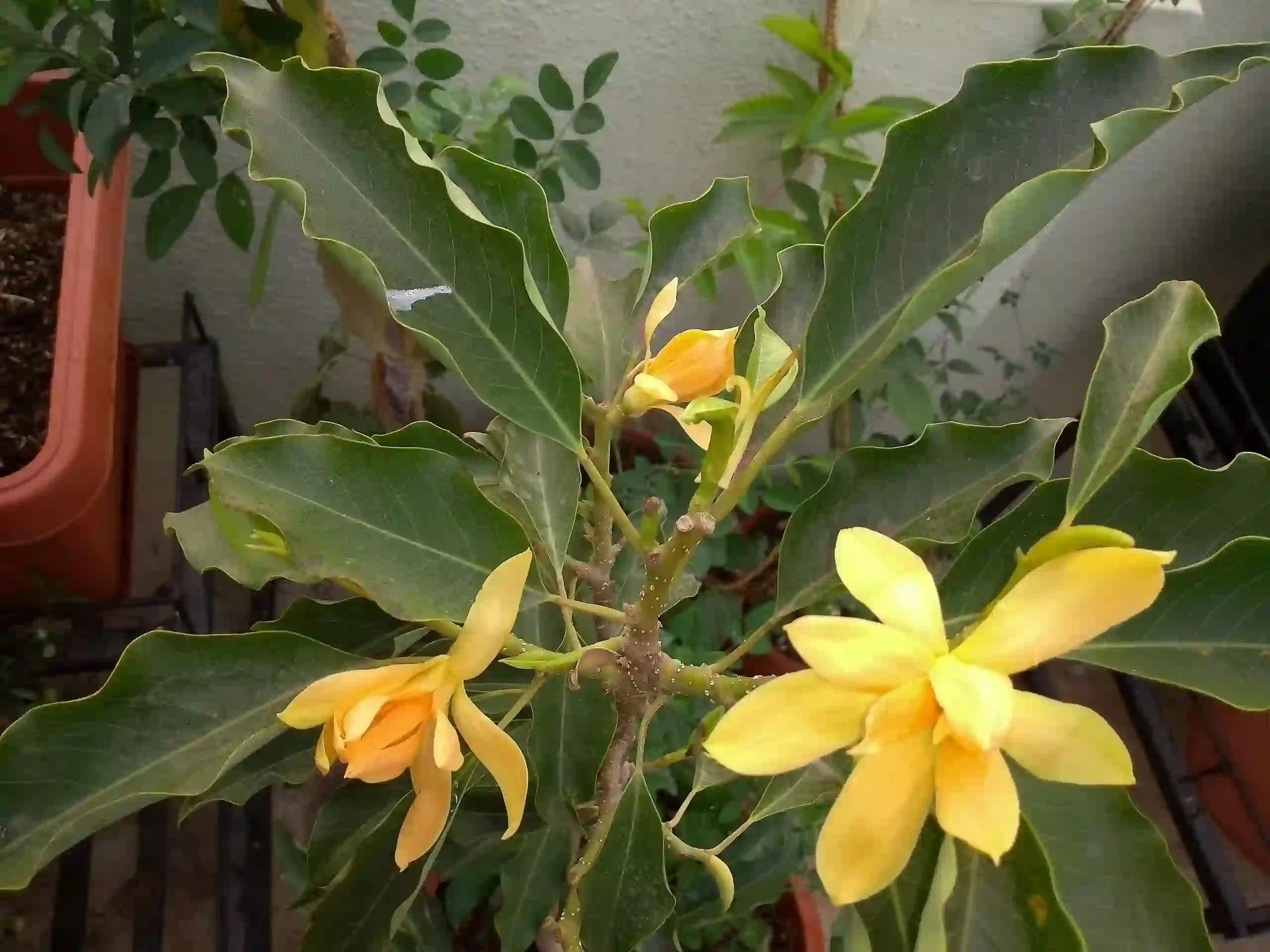 Sonchampa (સોનચંપા)