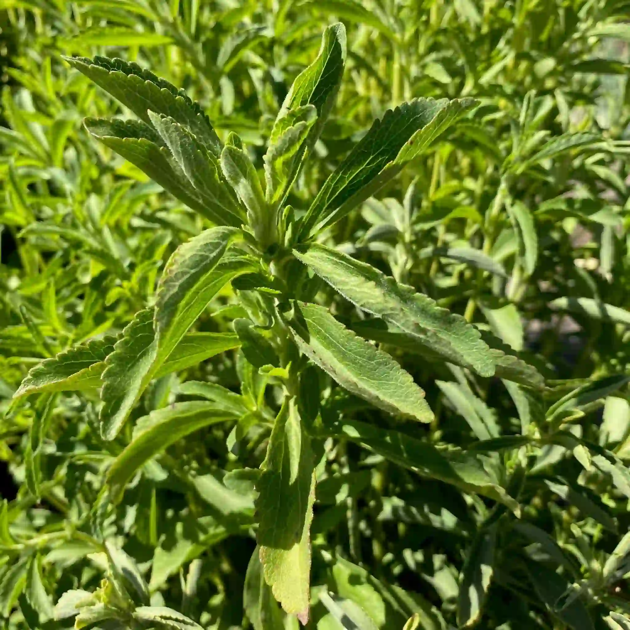 Stevia (સ્ટેવિયા / મીઠો પાન)