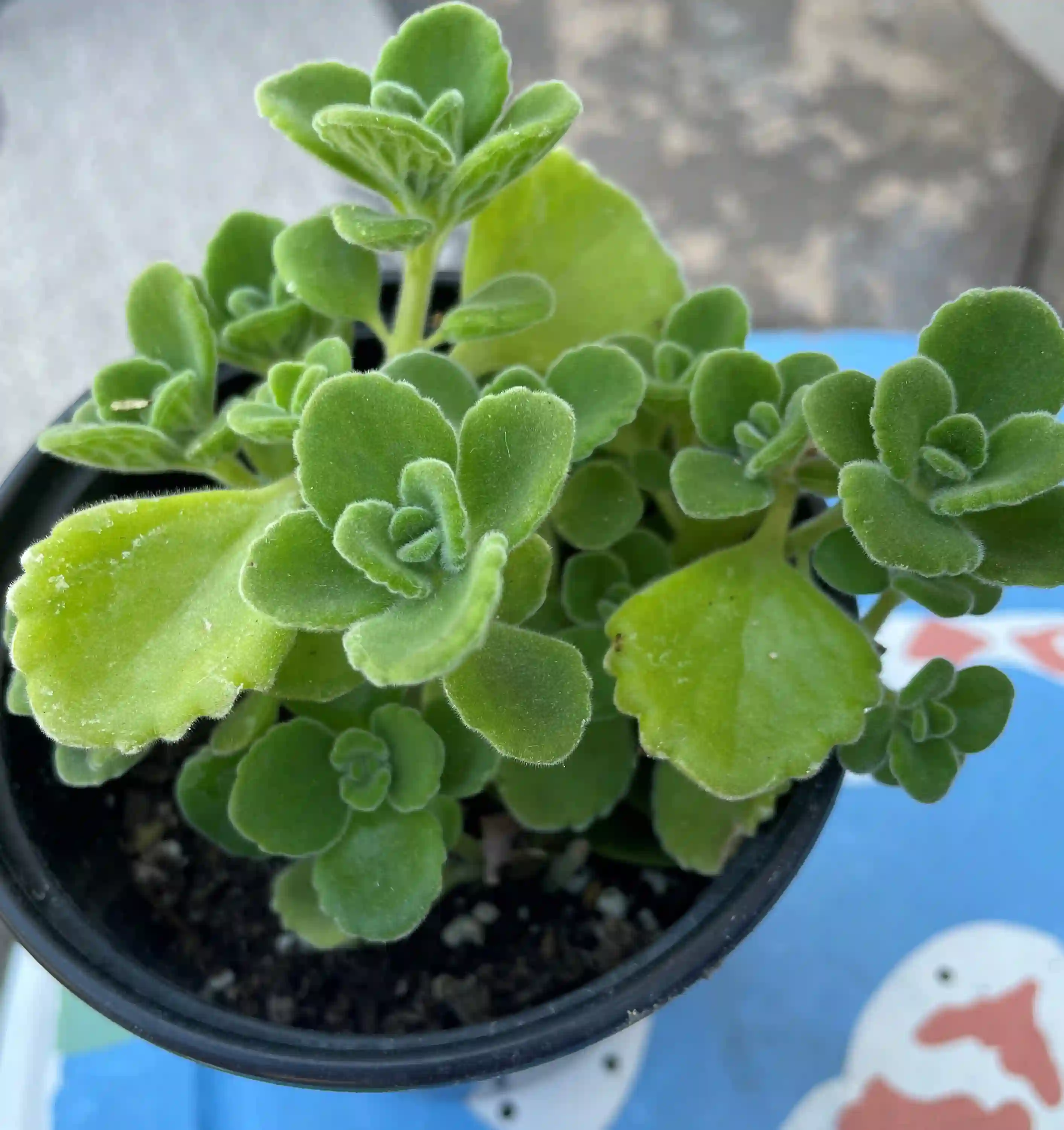 Viksh (વિક્ષ / ઔષધીય વૃક્ષ)